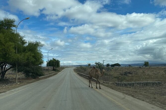 Half-Day Private Salalah East Tour - Who will enjoy this half-day outing most