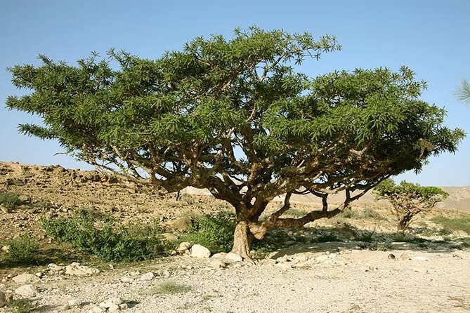 Historical Salalah City Tour - What this Salalah tour is really about
