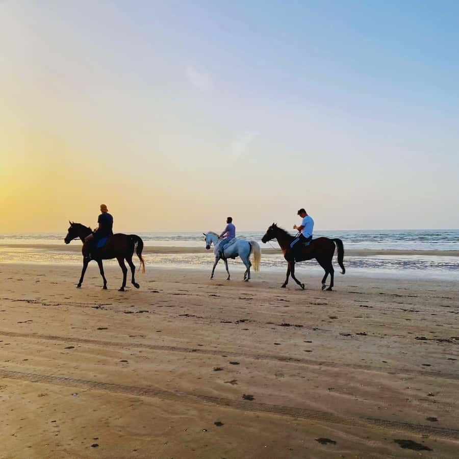 Horse riding in muscat beach - A gentle Arabian horse ride beside Muscat’s sea