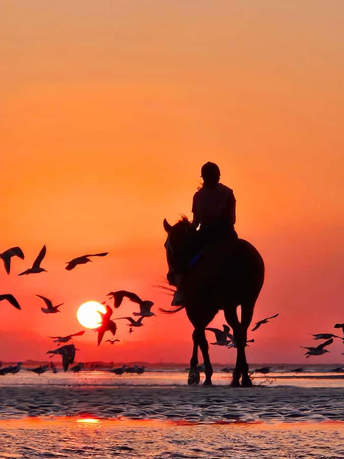 Horse Riding Oman - 2 hour ride - Who should book this beach ride?