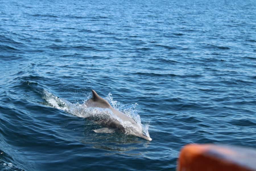 Khasab: Half-Day Dhow Cruise, Dolphin Watching, & Snorkeling - Setting Sail on the Decorated Omani Dhow