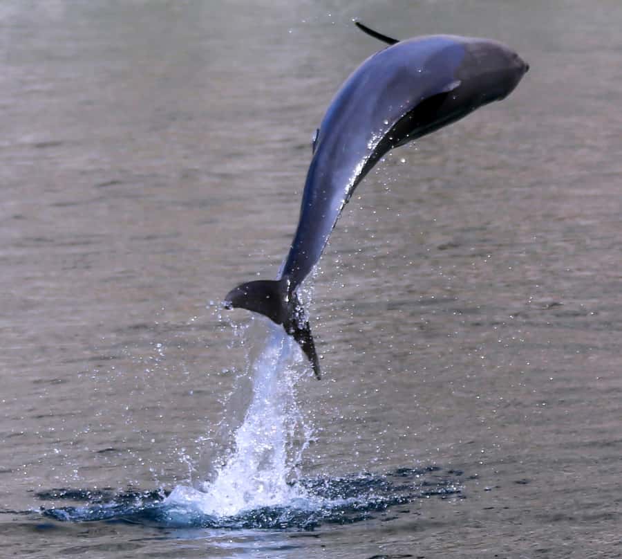 Khasab: Half-Day Dhow Cruise with Dolphin Watching - How the timing works, and one point to clarify