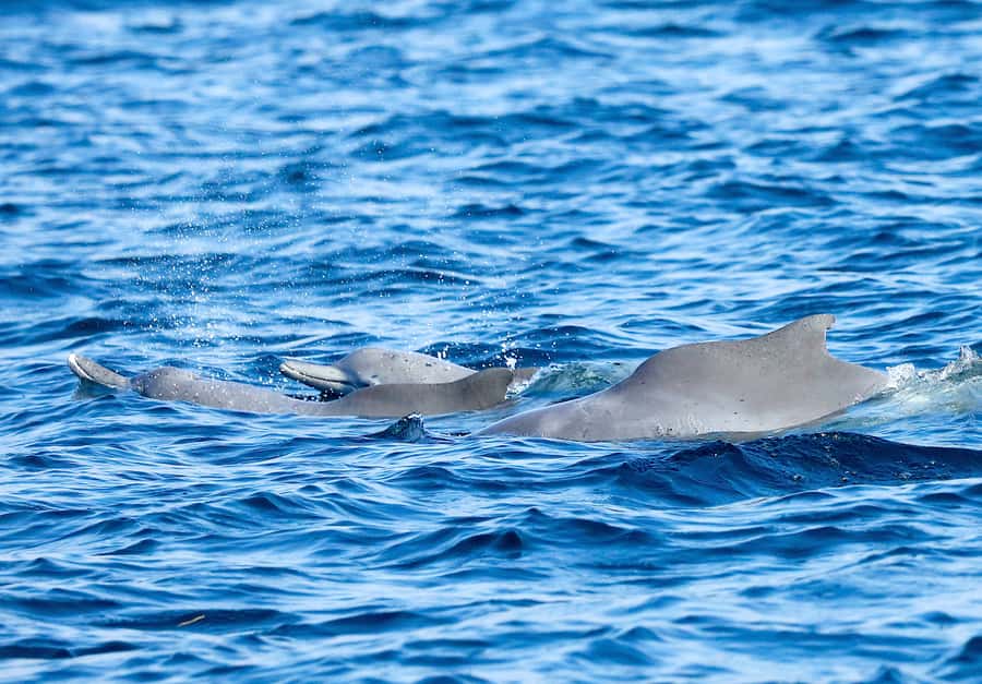 Khasab: Half-Day Dhow Cruise with Dolphin Watching - What $37 gets you