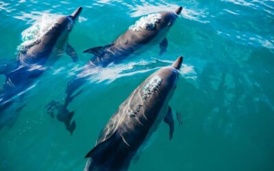 Khor Sham Half-Day Cruise with Snorkeling & Dolphins