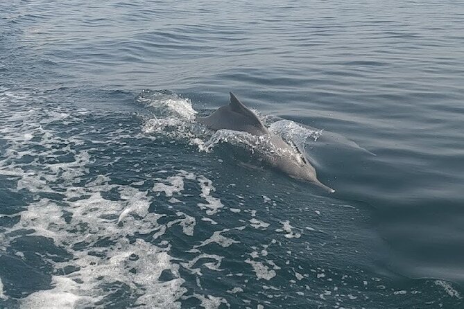 Khasab Musandam Full Day dhow cruise with lunch and Snorkeling - Seebi Island and the second chance to snorkel