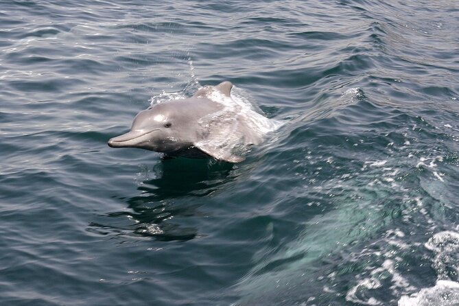Khasab Musandam Half Day Dhow Cruise and Snorkeling Trip - Practical advice before you go