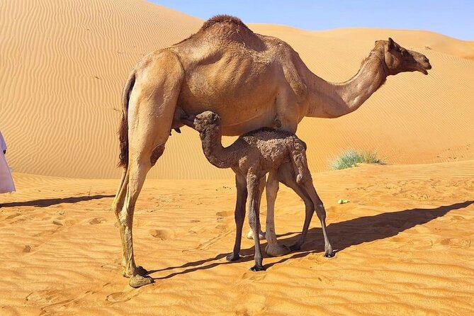 Luxury Overnight Desert Safari in Salalah - Fire-cooked dinner with Omani flavors