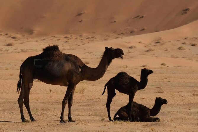 Luxury Overnight Desert Safari in Salalah - What the $250 price really covers