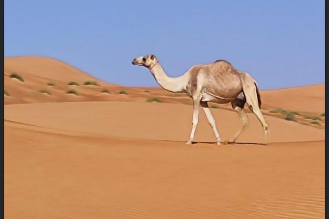 Luxury Overnight Desert Safari in Salalah - Practical details for a 21-hour desert outing