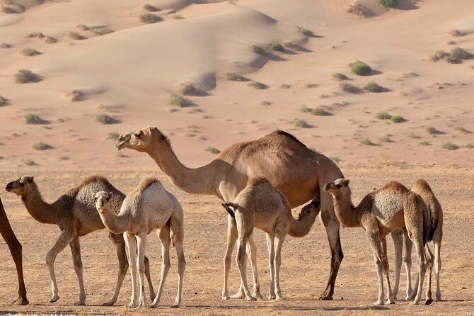 Luxury Sunset Desert Safari - Who will enjoy this desert day