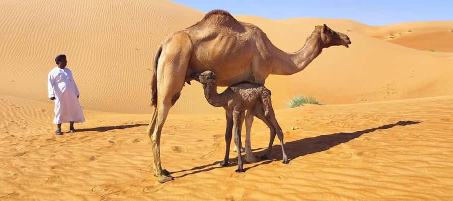 Luxury Sunset Desert Safari at Salalah Empty Quarter - Key points to know before you book