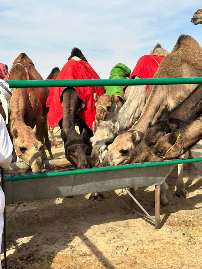 Luxury Sunset Desert Safari at Salalah Empty Quarter - Camel stations and black camels in the sand