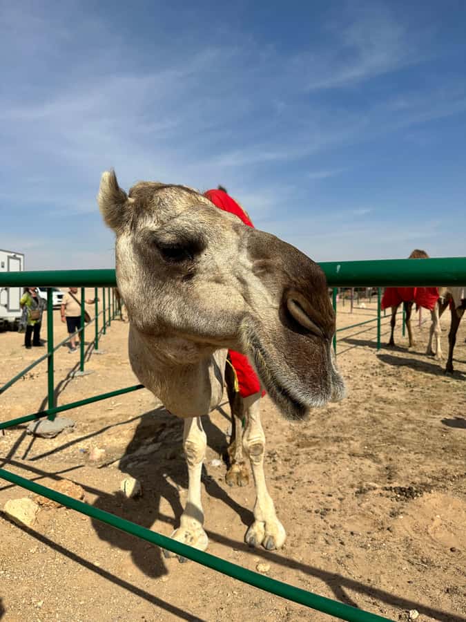 Luxury Sunset Desert Safari at Salalah Empty Quarter - The highest dunes and a real 4WD sand drive
