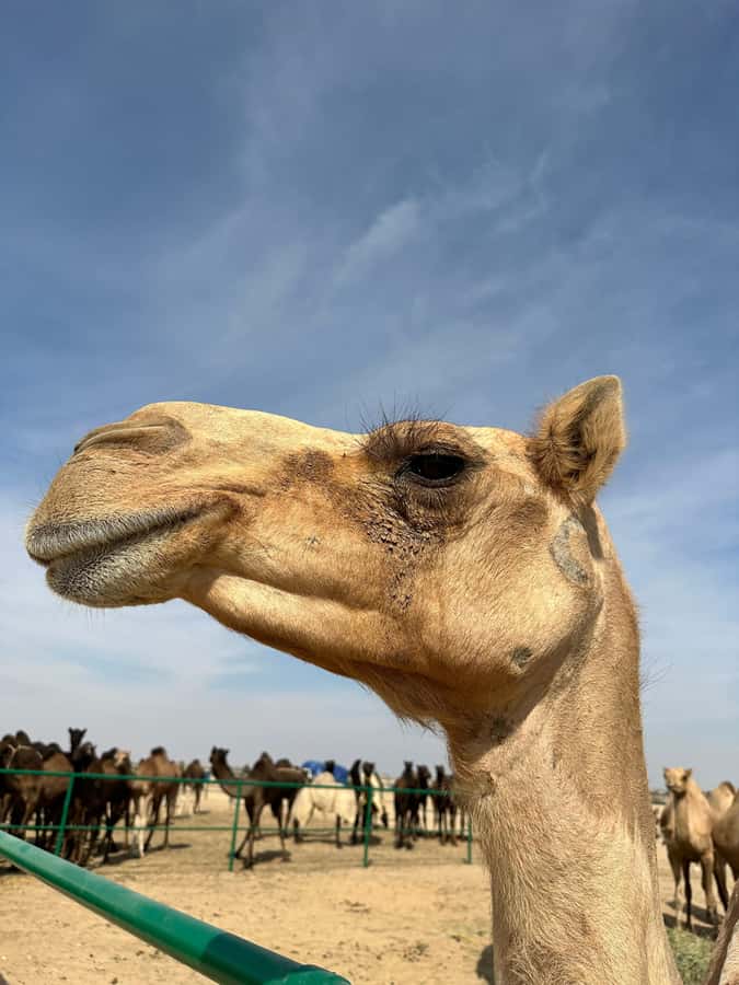 Luxury Sunset Desert Safari at Salalah Empty Quarter - Comfort, group size, and who should book