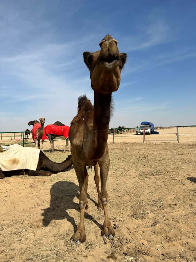 Magical Desert Safari By Land Cruise in Empty Quarter - Sand bashing in a 4WD