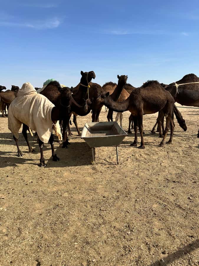 Magical Desert Safari By Land Cruise in Empty Quarter - The Empty Quarter at sunset