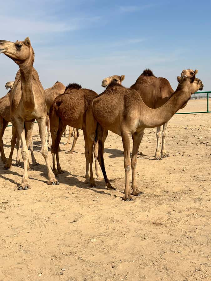 Magical Desert Safari By Land Cruise in Empty Quarter - What the $152 price includes