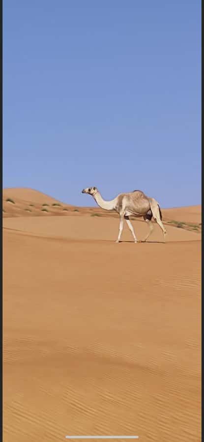 Magical Desert Safari By Land Cruise in Empty Quarter - The guide can make or break the day