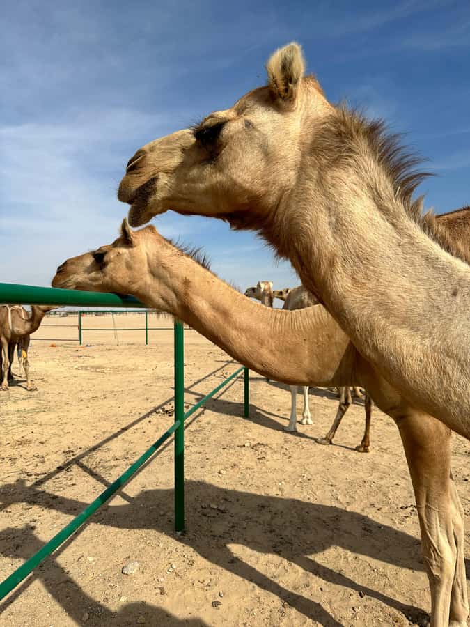 Magical Desert Safari By Land Cruise in Empty Quarter - Who should book this desert safari