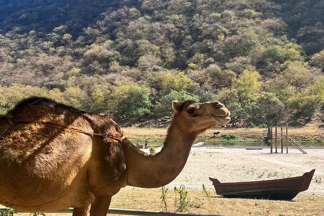 Mountain Safari, Camels, waterfalls & lunch (Group Tour) - Baobab trees give Wadi Hannah a strange beauty