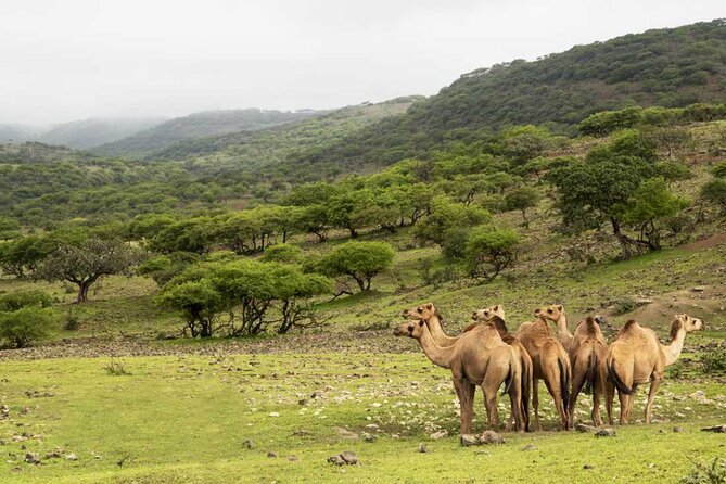 Mountain Safari, Camels, waterfalls & lunch (Group Tour) - Taqah brings the day down to earth