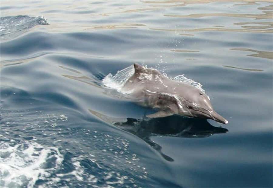 Musandam Khasab Full-Day Cruise with Transfers & Lunch - Key points to know before you go