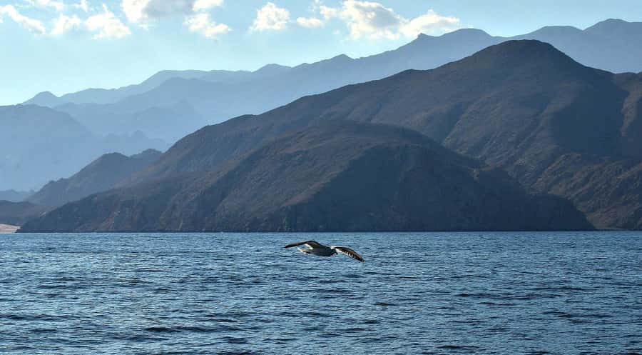 Musandam Khasab Full-Day Cruise with Transfers & Lunch - What the $180 price really covers