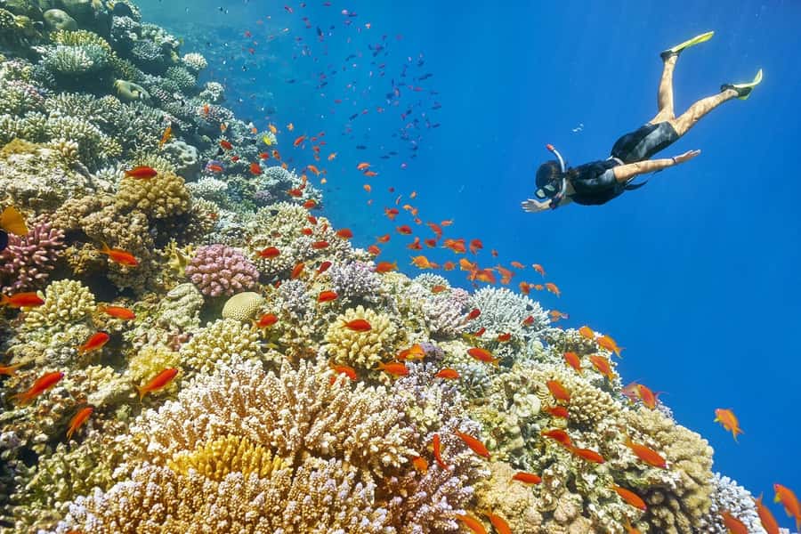 Muscat: 4-Hour Snorkeling Tour with Dolphin watching - A morning on Muscat’s open water