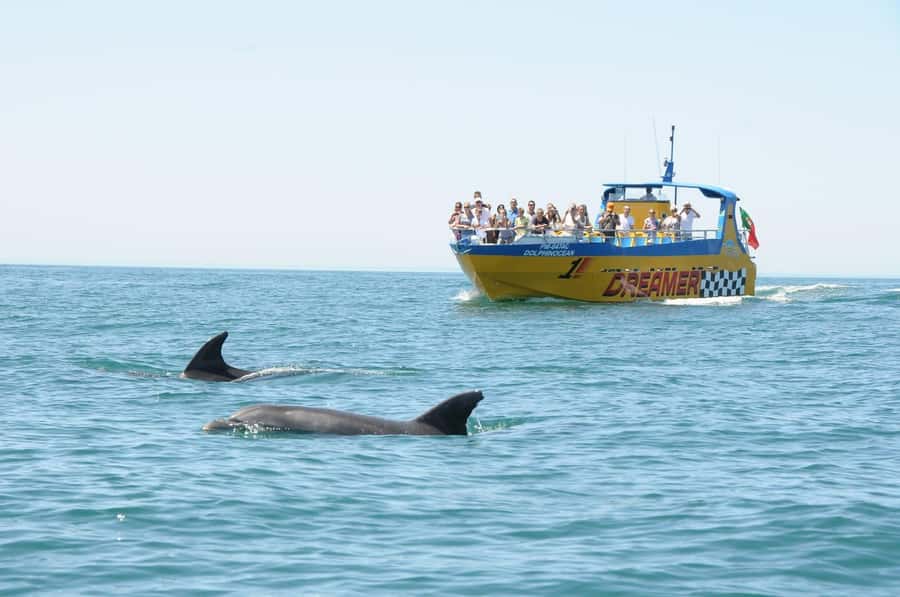 Muscat: 4-Hour Snorkeling Tour with Dolphin watching - A private price with practical inclusions