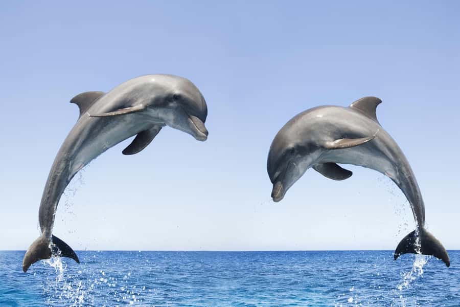 Muscat: 4-Hour Snorkeling Tour with Dolphin watching - How this compares with a dedicated reef holiday