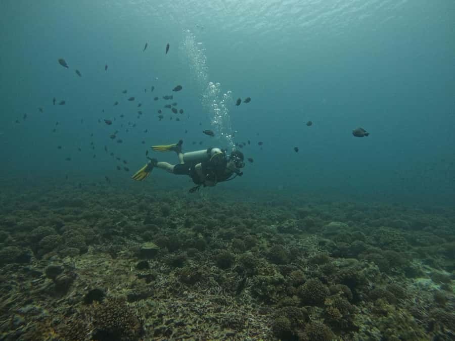Muscat: Daymaniat Islands Scuba Diving for Beginners - Who should book this Muscat outing