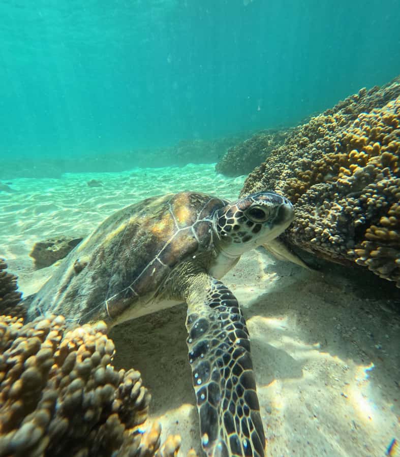 Muscat: Daymaniat Islands Snorkeling Tour with Refreshments - Whale sharks in the warmer months