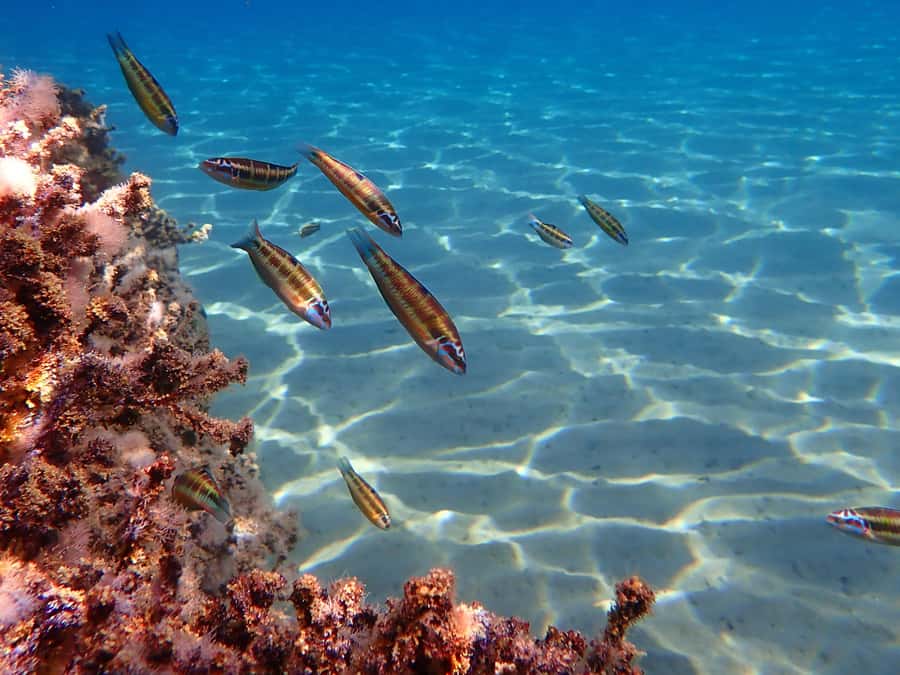 Muscat: Daymaniat Islands Snorkeling Tour with Refreshments - What the boat day is like between swims