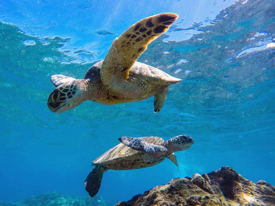 Muscat: Daymaniat Islands Snorkeling Tour with Refreshments - Who will enjoy this most