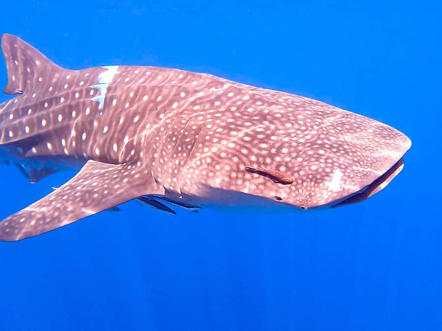 Muscat: Daymaniat Islands Snorkeling Tour with Refreshments - How to make the day better