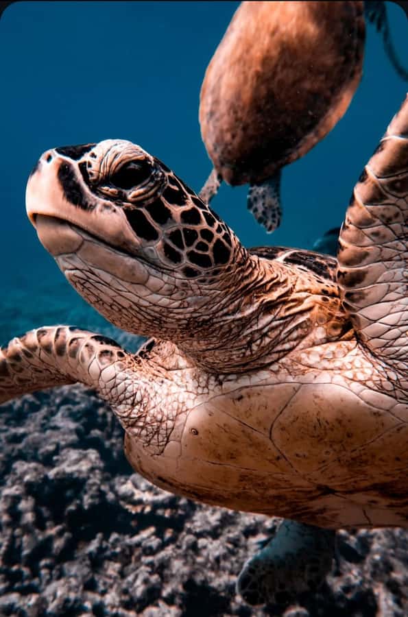 Muscat: Daymaniat Islands Snorkeling Tour with Refreshments - Why the protected reserve feels special