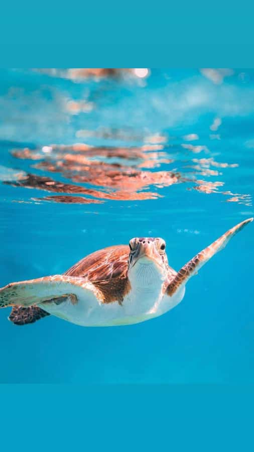 Muscat: Daymaniat Islands Snorkeling Trip with Brunch - Why the Daymaniat Islands make a fine Muscat day out