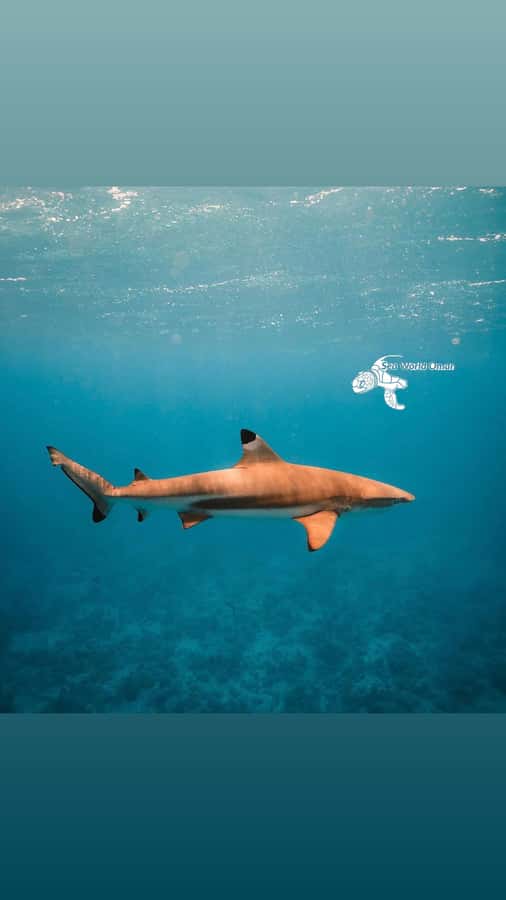 Muscat: Daymaniat Islands Snorkeling Trip with Brunch - Safety, comfort, and who should book