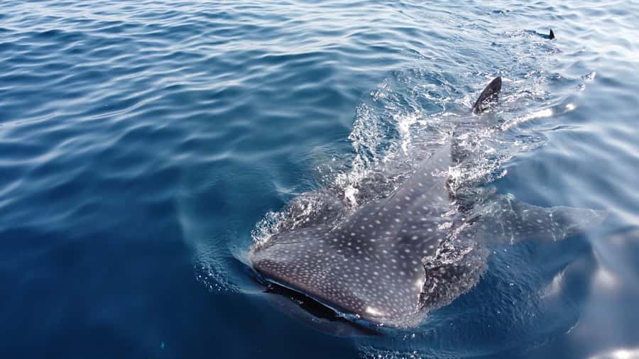 Muscat: Daymaniat Islands Tour - Cruising toward the Daymaniat Islands