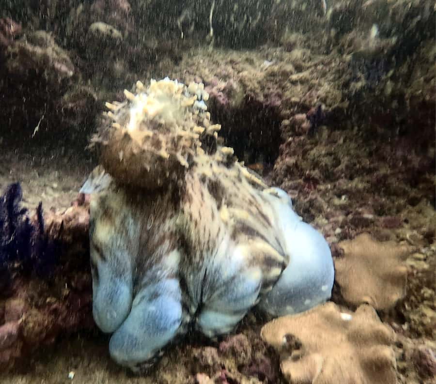 Muscat: Daymaniat Islands Try Scuba Diving - How the $217 price measures up