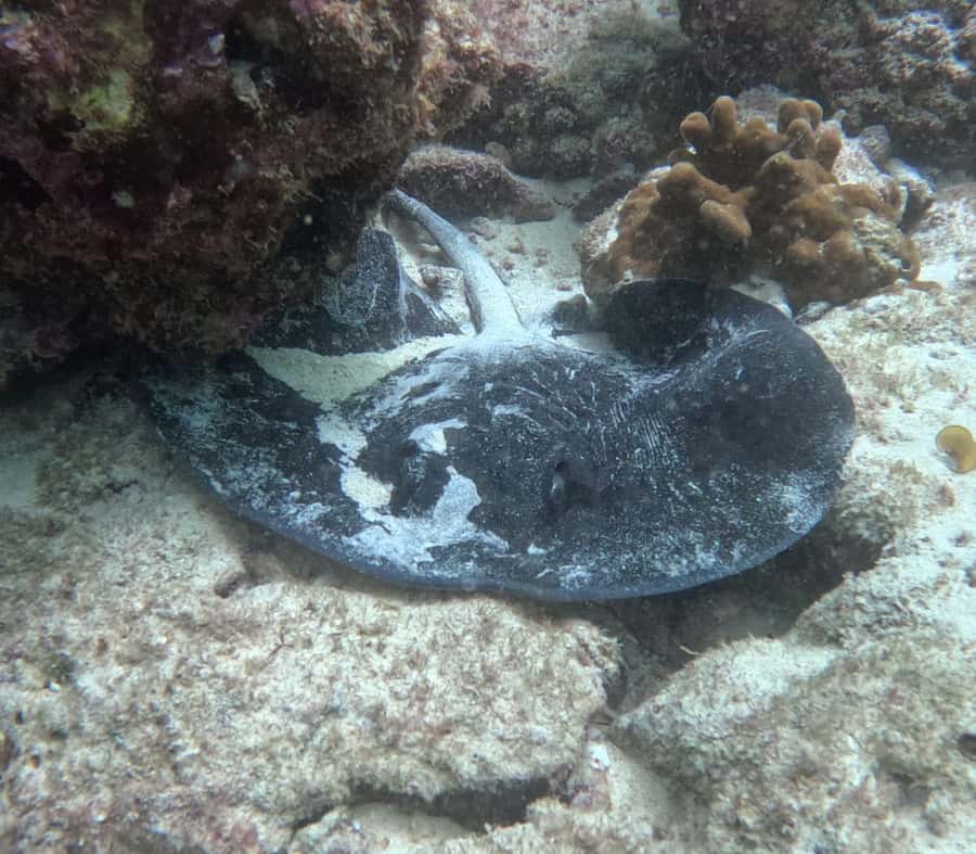 Muscat: Daymaniat Islands Try Scuba Diving - Who should book this experience