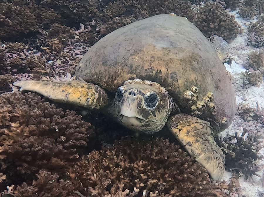 Muscat: Daymaniat Islands Try Scuba Diving - Timing, meeting point, and cancellation