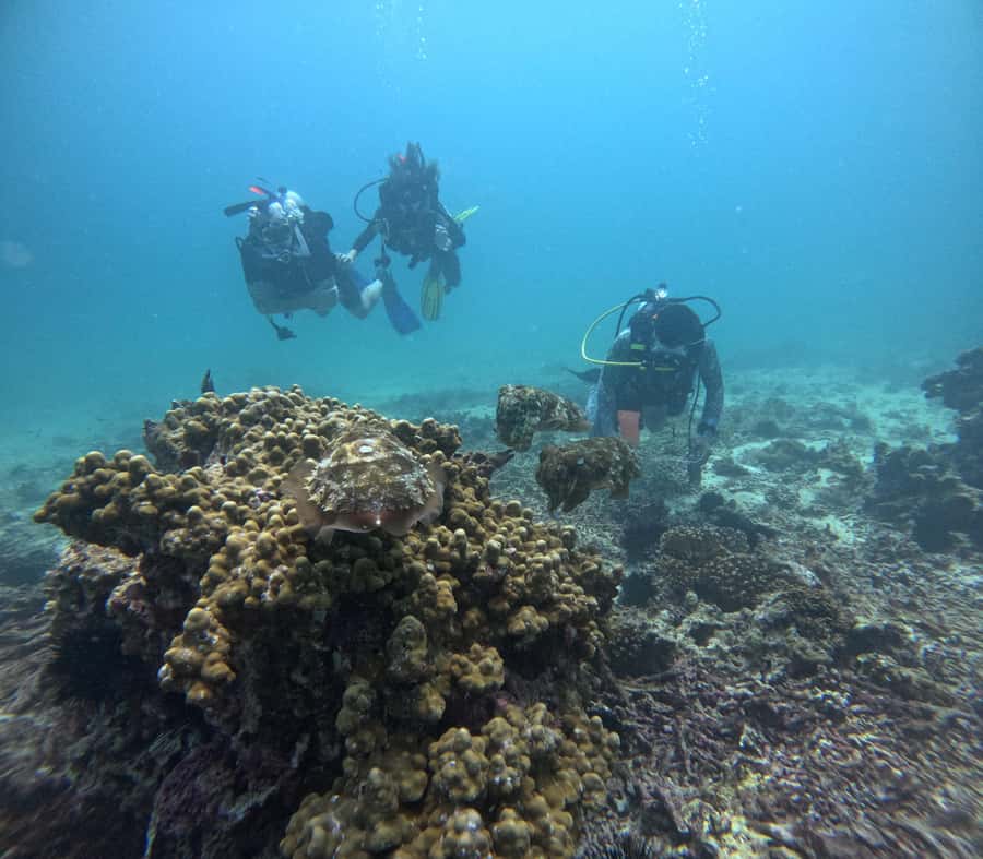 Muscat: Daymaniat Islands Try Scuba Diving - Should you book the Daymaniyat Islands scuba trip?