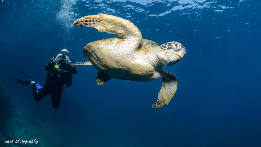 Muscat: Daymaniyat Island Scuba Dive 2 locations + BBQ Lunch - Key points to know before booking