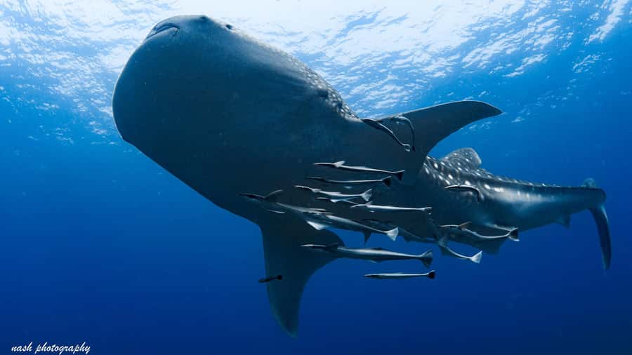Muscat: Daymaniyat Island Scuba Dive 2 locations + BBQ Lunch - The 45-minute ride across the Gulf of Oman