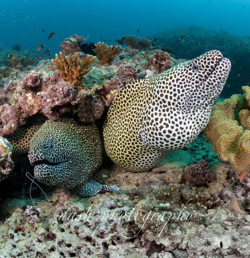 Muscat: Daymaniyat Island Scuba Dive 2 locations + BBQ Lunch - Who should book this experience