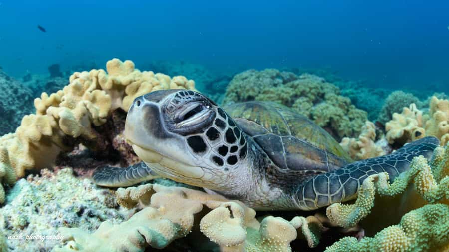 Muscat: Daymaniyat Island Scuba Dive 2 locations + BBQ Lunch - Is $199 a fair price?