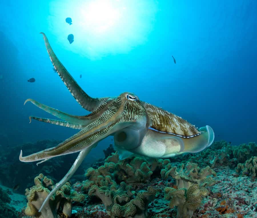 Muscat: Daymaniyat Island Scuba Dive 2 locations + BBQ Lunch - Starting at MolaMola’s Al Mouj Marina base