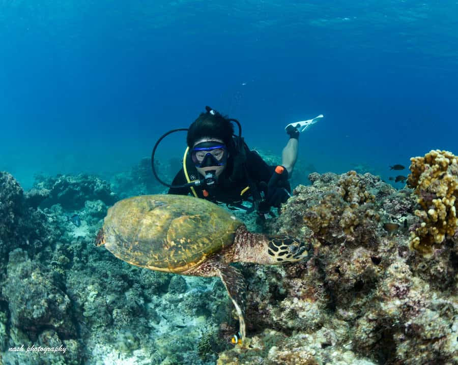 MUSCAT: Daymaniyat Island Snorkeling & Try-Dive + BBQ Lunch - Why Daymaniyat Islands make a good first scuba setting