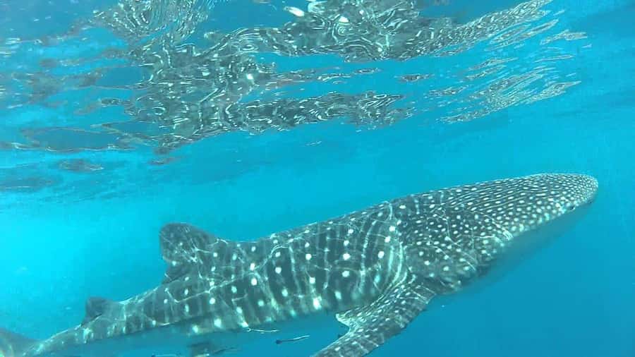 Muscat: Daymaniyat Island Snorkeling with Turtles Tour - What to bring for a smoother day